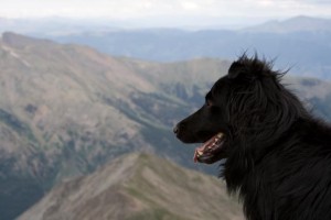 Gali at 14,196&#039; above sea level (Mt. Yale)